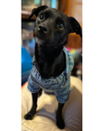 Knit a Dog Sweater in 4 parts, 9/29- 10/27 Monday 6-7:30 pm